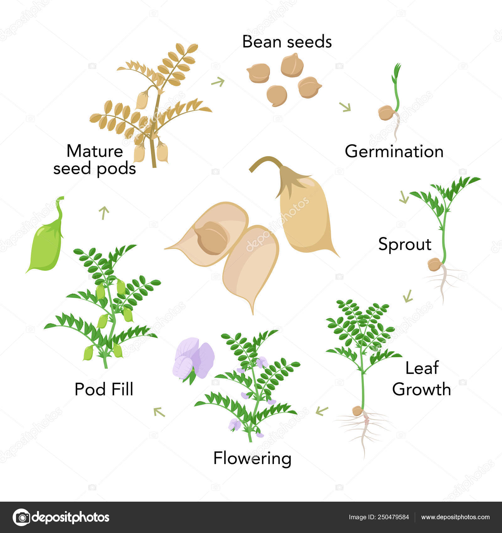 Chickpea plant growth stages infographic elements in flat design