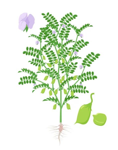 白い背景に孤立したひよこ豆植物ベクターイラスト。緑のポッドと茎と葉、フラットなデザインのルーツを持つひよこ豆と開花と果実を持つ植物. — ストックベクタ