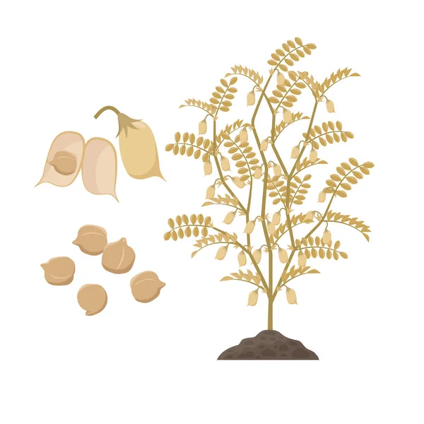オープンポッドとひよこエンドウ豆の種子と熟したひよこ豆の植物は、フラットなデザインで白い背景ベクトルイラストに分離しました。ひよこ豆の作物の時間、明るい茶色のポッドを持つ成熟した植物. — ストックベクタ