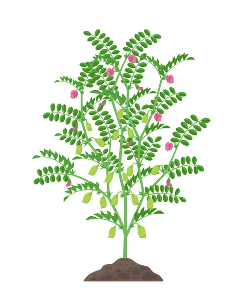 Ilustración vectorial de garbanzos aislados sobre fondo blanco. Flor de garbanzo y planta frutal con vainas verdes y follaje que crece en el suelo ilustración botánica en diseño plano . — Vector de stock