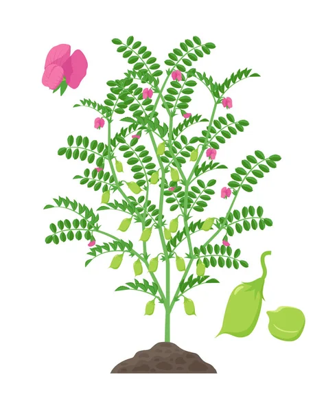 Ilustração vetorial de grão de bico isolado em fundo branco. Florescimento de grão de bico e planta frutífera com vagens verdes e folhagem crescendo na ilustração botânica do solo em design plano . — Vetor de Stock