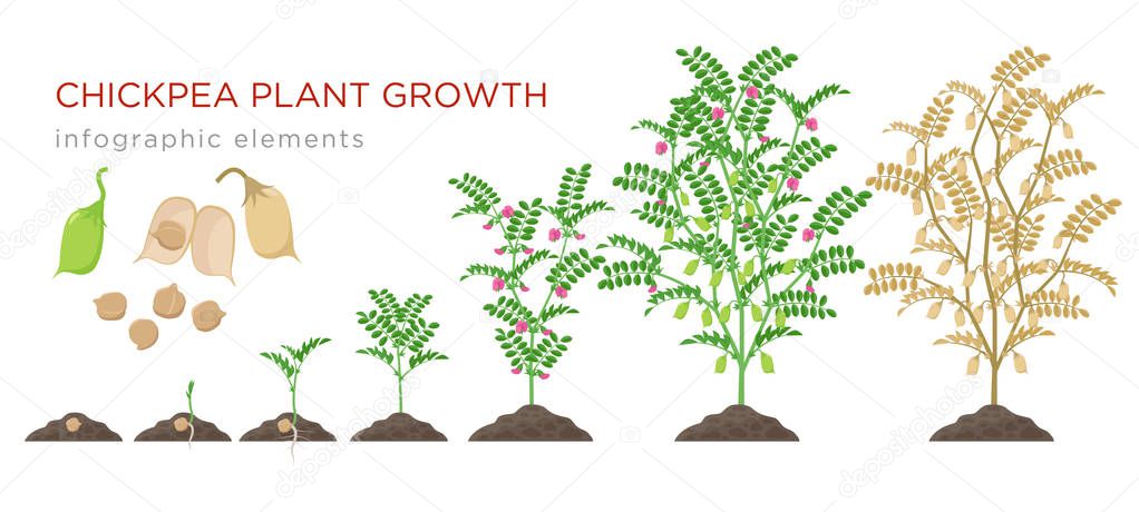 Chickpea plant growth stages infographic elements. Growing process of chickpeas from seeds, sprout to mature plant growing from soil, life cycle isolated on white background vector flat illustration.