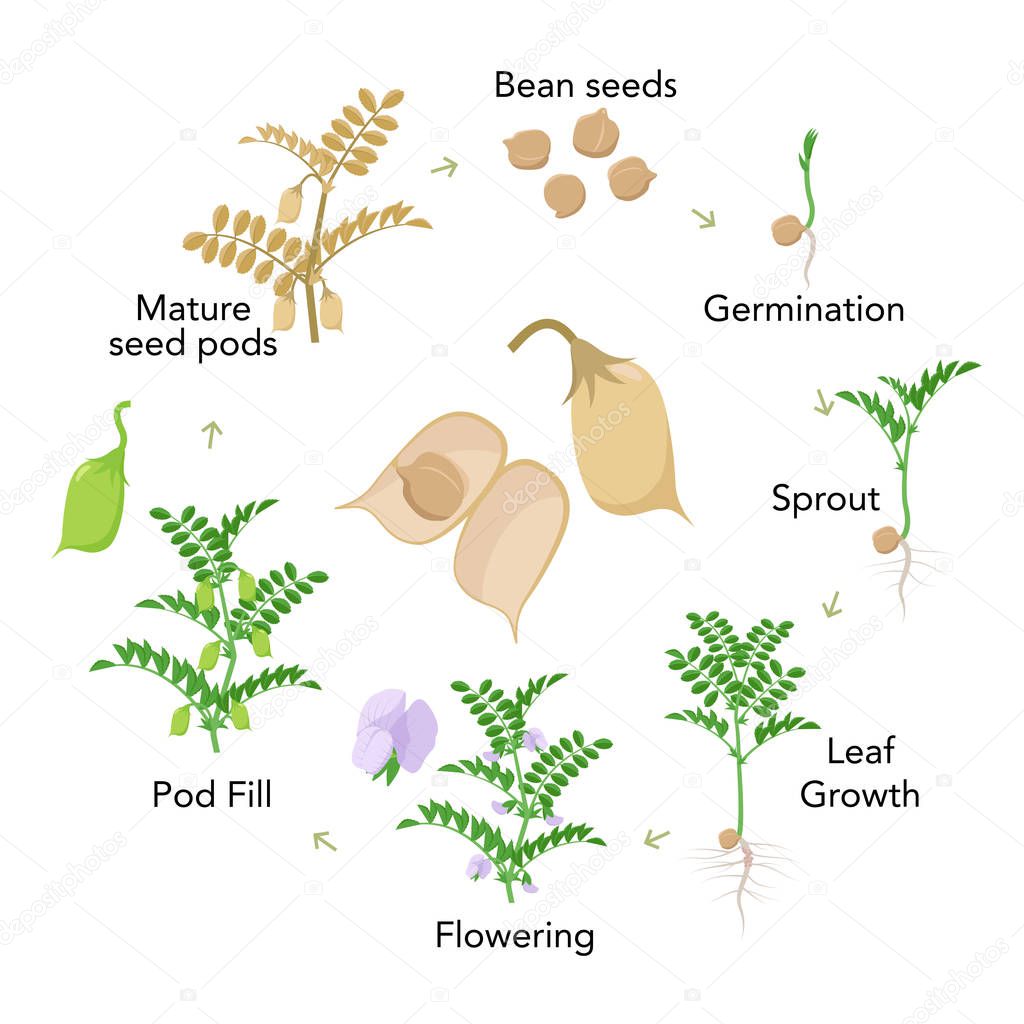 Chickpea plant growth stages infographic elements in flat design. Planting process of gram from seeds, sprout to ripe vegetable, plant life cycle isolated on white background vector stock illustration