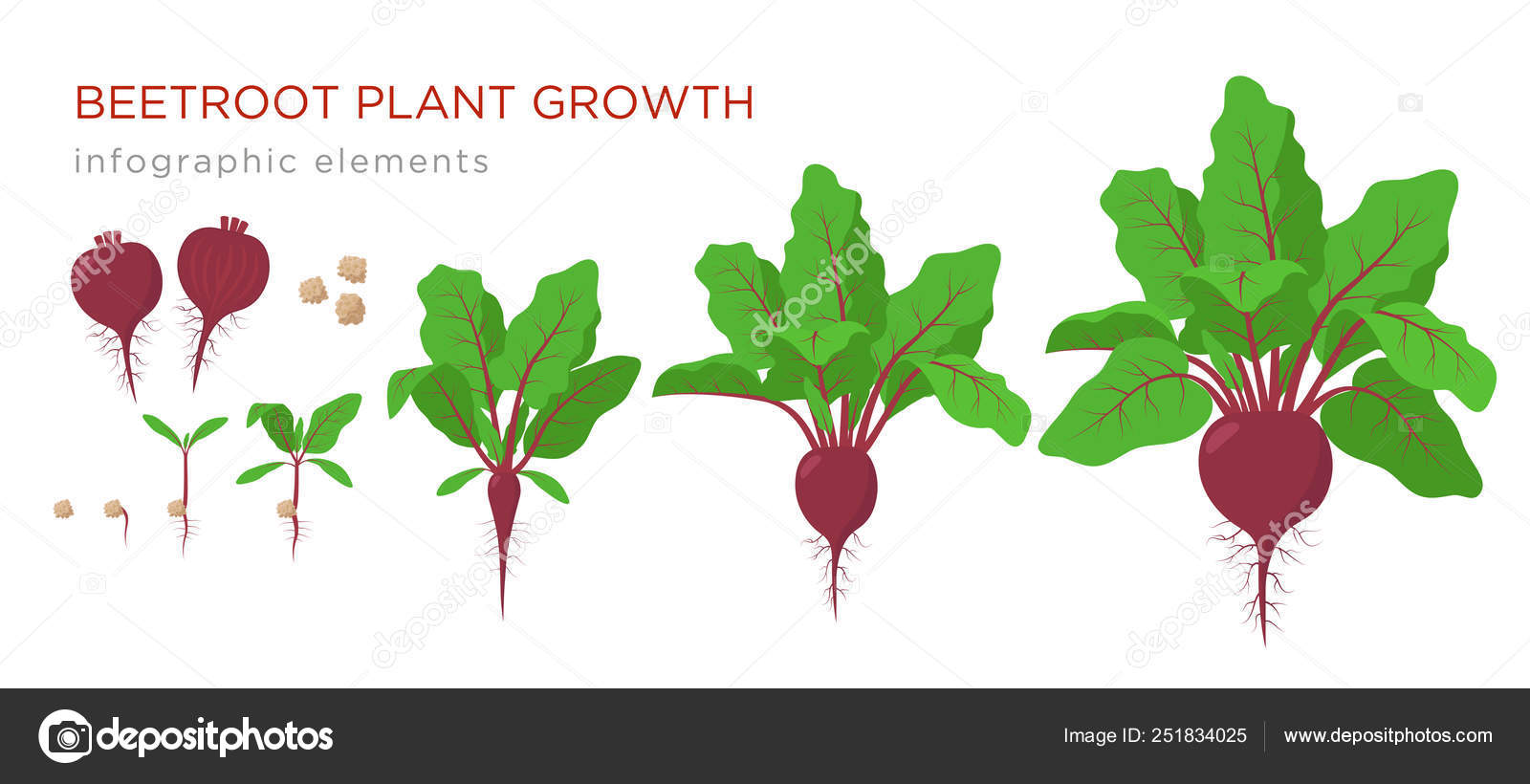 Beetroot Plant Growth Stages Infographic Elements Growing Process Of beetroot-plant-growth-stages-infographic-elements-growing-process-of