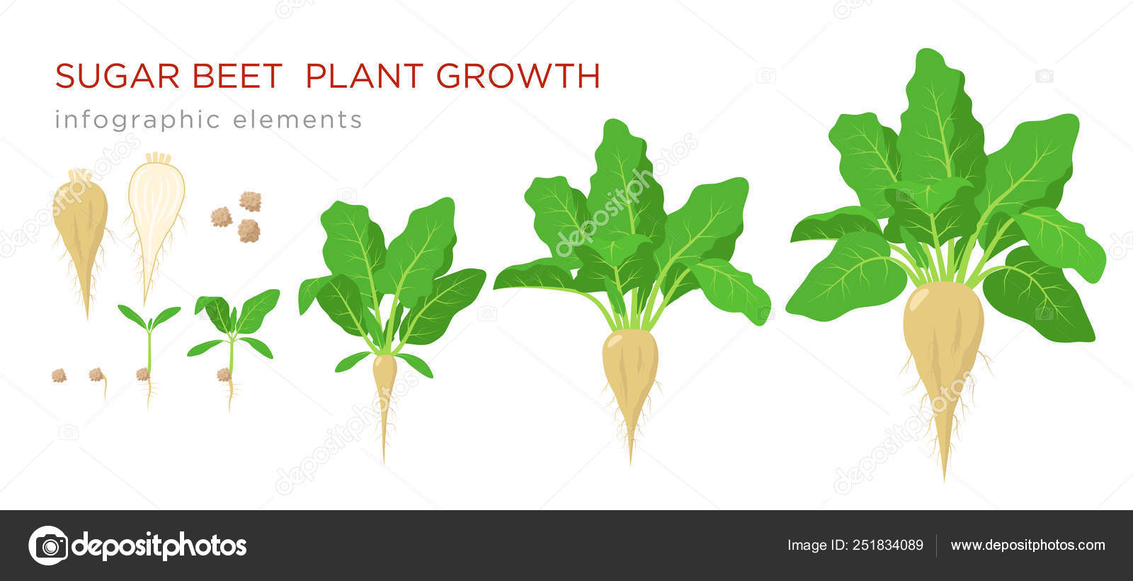 Sugar Beet Plant sugar-beet-plant