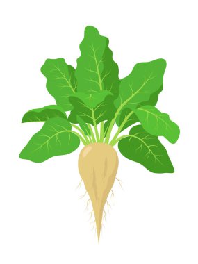 Sugar beet plant with roots, vector illustration isolated on white background. Mature sugar beet root, fruit with green foliage. clipart