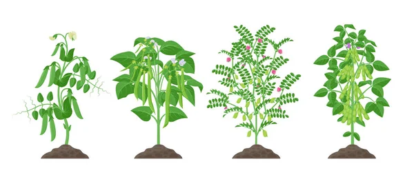 Plantas de leguminosas com frutos maduros crescendo a partir de solo isolado em fundo branco. Ervilha, feijão comum, grão de bico, soja plantas maduras com vagens e folhagem verde, elementos infográficos botânicos . — Vetor de Stock