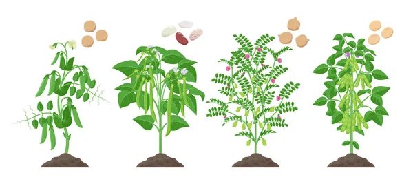 Legumes plants with ripe fruits growing from soil isolated on white background. Pea, Common Bean, Chickpea, Soybean mature plants with pods and green foliage and their ripe seeds infographic element. — Stock Vector