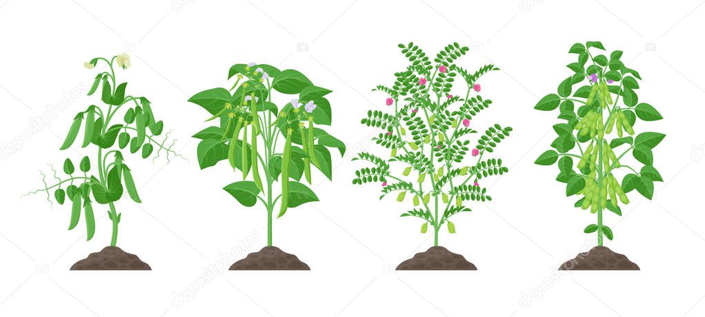 Legume plants with ripe fruits growing from soil isolated on white background. Pea, Common bean, Chickpea, Soybean mature plants with pods and green foliage, botanical infographic elements.
