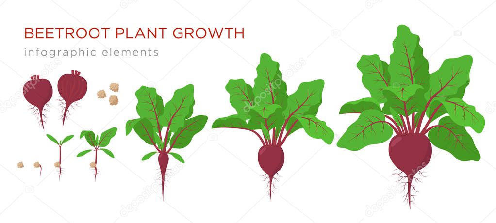 Beetroot plant growth stages infographic elements. Growing process of beets from seeds, sprout to mature plant with ripe fruit and roots, vector illustration of life cycle isolated on white background