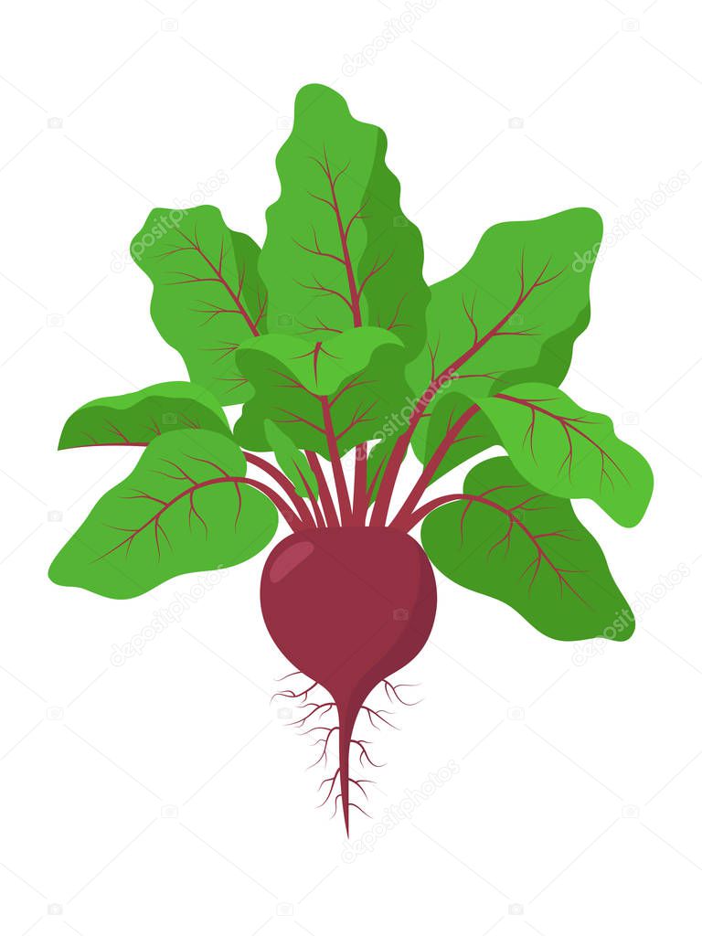 Beetroot plant with roots, vector illustration isolated on white background. Mature beetroot fruit with beet greens, foliage.