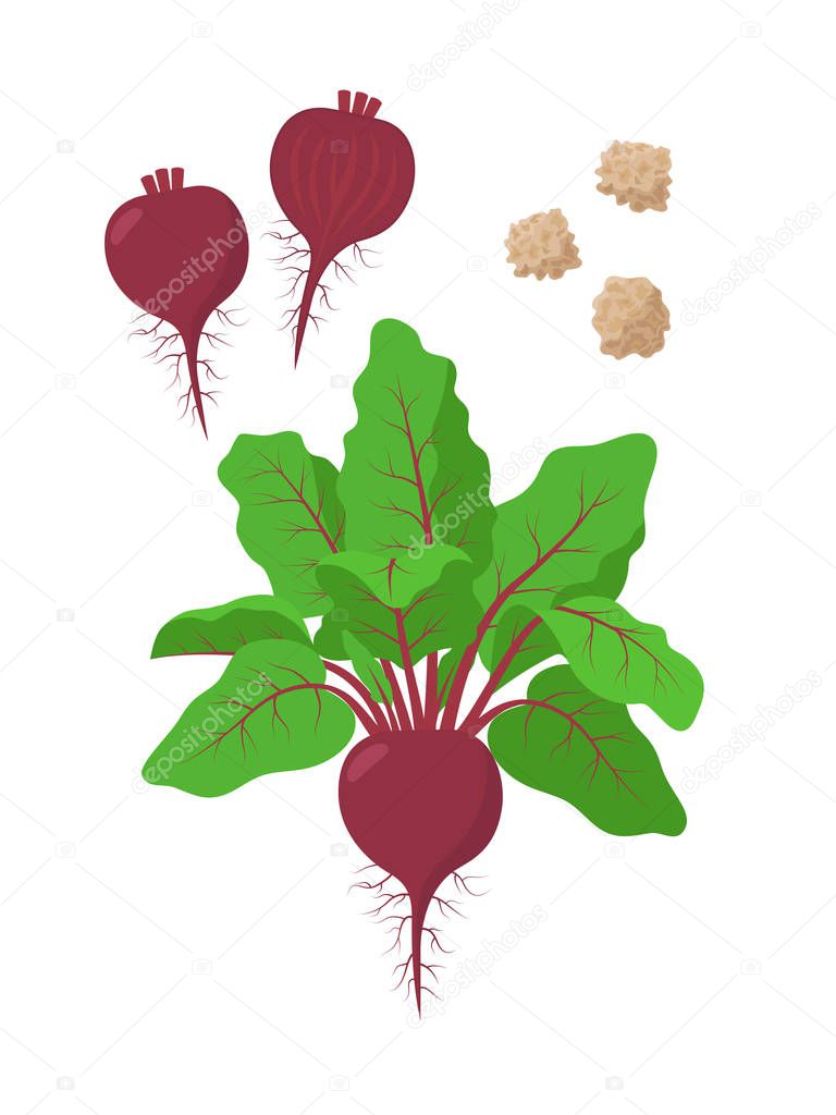 Beetroot with green foliage, seeds and sliced beet fruit vector illustration isolated on white background.