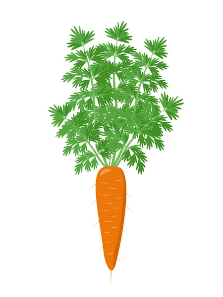 Zralá mrkev s otevřeným zeleným listím, izolovaná na bílém pozadí. Oranžová mrkev vektorová ilustrace v plochém designu. — Stockový vektor