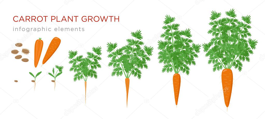 Carrot plant growth stages infographic elements. Growing process of carrot from seeds, sprout to mature taproot, life cycle of plant isolated on white background vector flat illustration.