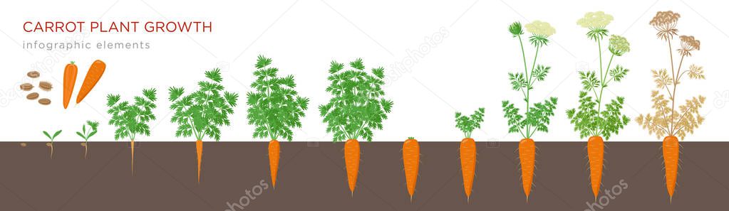Carrot plant growth stages infographic elements. Growing process of carrot from seeds, sprout to mature taproot, life cycle of biennial plant isolated on white background vector flat illustration.