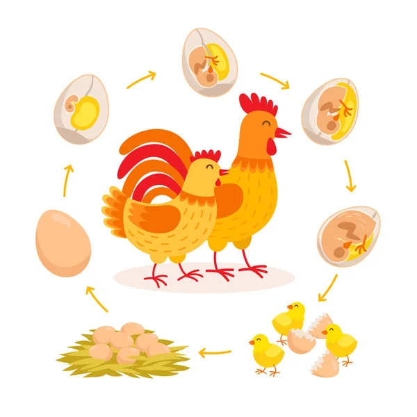 Ciclo de vida del pollo, desarrollo embrionario desde el huevo hasta el pollo para incubar. Lindo gallina y gallo tener bebés polluelos personajes de dibujos animados aislados sobre fondo blanco. Ilustración vectorial en estilo plano . — Archivo Imágenes Vectoriales