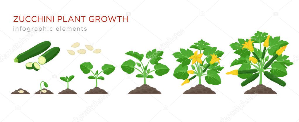 Zucchini plant growth from seed, sprout, flowering and mature plant with ripe fruits. Growing stages of squash vector illustration in flat design. Infographic elements isolated on white background.