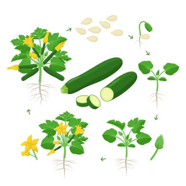 Zucchini plant growth from seed, sprout, flowering and mature plant with ripe fruits. Life cycle of squash vector illustration in flat design. Infographic elements isolated on white background.