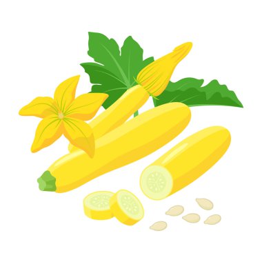 Yellow Zucchini with beautiful Squash blossoms and seeds isolated on white background. Vector botanical illustration of yellow courgette.