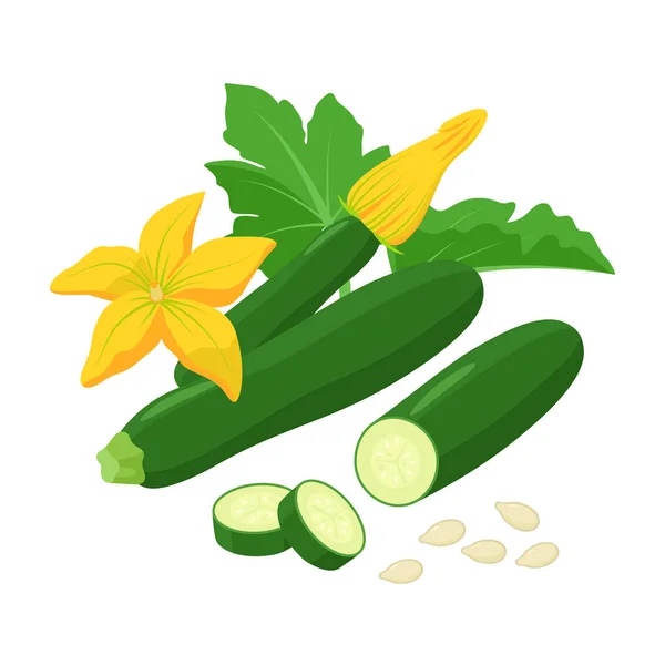 Zucchini with beautiful Squash blossoms and seeds isolated on white background. Vector botanical illustration of dark green courgette with awesome yellow flowers. — Stok Vektör