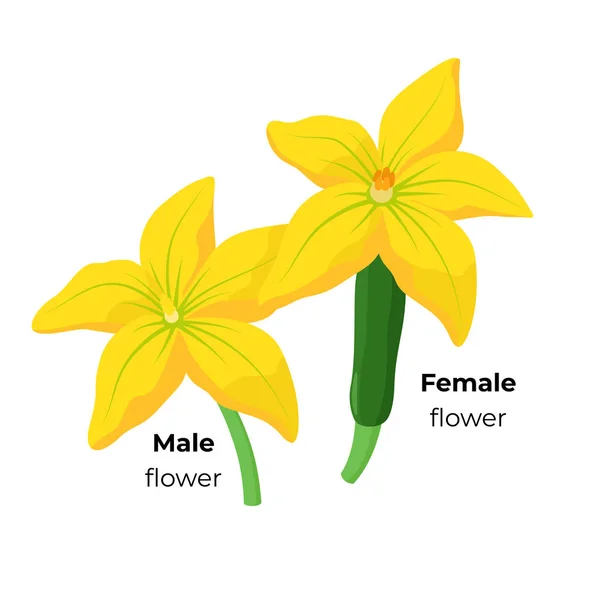 Zucchini Male dan Female mekar terisolasi di latar belakang putih. Bunga Squash Kuning ilustrasi botani dalam desain datar. Elemen infografis . - Stok Vektor