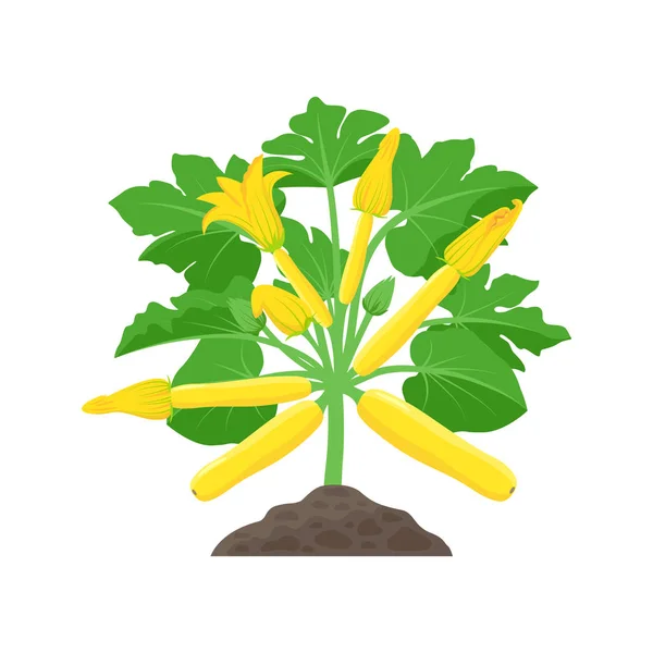 Squash Plant Clipart Images