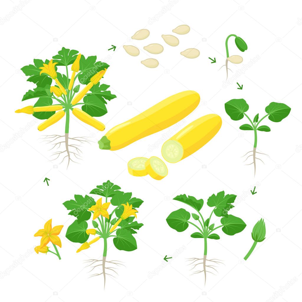 Zucchini plant growth from seed, sprout, flowering and mature plant with ripe fruits. Life cycle of yellow squash vector illustration in flat design. Infographic elements isolated on white background.
