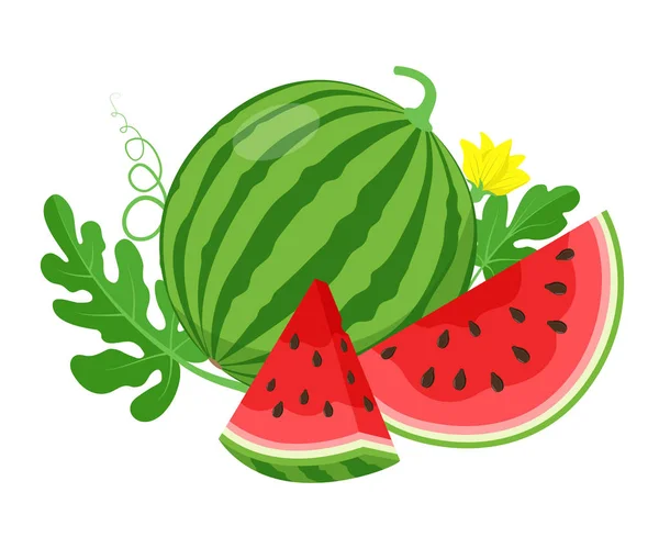 Watermeloen en sappige plakjes, groene bladeren en gele watermeloen bloem vector illustratie in plat ontwerp. Zomer voedsel concept illustratie geïsoleerd op witte achtergrond. — Stockvector
