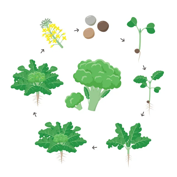 Broccoli plantengroei stadia infographic elementen. Groeiende proces van broccoli uit zaden, sprout om volwassen plant met wortels, levenscyclus van planten geïsoleerd op een witte achtergrond platte vectorillustratie. — Stockvector