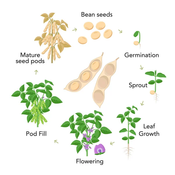 Ανάπτυξη φυτών σόγιας στάδια στοιχεία γραφικών σε επίπεδη σχεδίαση. Διαδικασία φύτευσης από σπόρους, φύτεμα σε ώριμα λαχανικά, ο κύκλος ζωής των κόκκων σόγιας απομονώνεται σε λευκό φόντο, απεικόνιση αποθέματος διανυσματικών αποθεμάτων. — Διανυσματικό Αρχείο