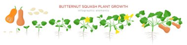 Butternut squash plant growth stages infographic elements in flat design. Planting process of Cucurbita moschata from seeds, sprout to ripe pumpkin fruit, life cycle isolated on white background clipart