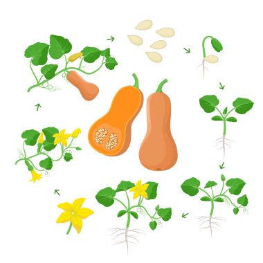 Cucurbita moschataplant büyüme aşamaları düz tasarım infografik elemanları. Tohumlardan Butternut kabak yaşam döngüsü, olgun kabak meyve filiz, yaşam döngüsü beyaz arka plan izole