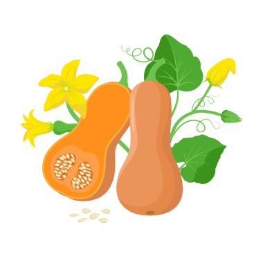 Yeşil yaprakları, sarı çiçekleri ve kabak çekirdeği botanik illüstrasyon beyaz arka plan üzerinde izole ile Portakal kabak sebze. Düz tasarımCu cucurbita moschata meyve. Butternut kabak kesme parçası.