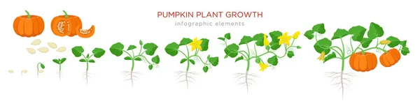 Pumpkin plant growth stages infographic elements in flat design. Planting process of Cucurbita from seeds, sprout to ripe vegetable, plant life cycle isolated on white background vector illustration. — Stock Vector