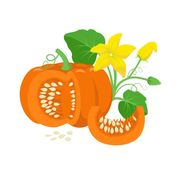 Orange pumpkin vegetable with green leaves, yellow blossoms and pumpkin seeds botanical illustration isolated on white background. Cucurbita pepo fruit in flat design. Cross section of pumpkin.