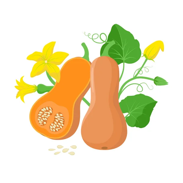 Оранжевый тыквенный овощ с зелеными листьями, желтыми цветами и ботанической иллюстрацией семян тыквы на белом фоне. Плоды тыквы мощата плоского дизайна. Кусок орехового сквоша . — стоковый вектор