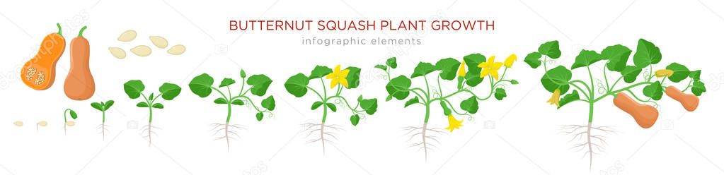 Butternut squash plant growth stages infographic elements in flat design. Planting process of Cucurbita moschata from seeds, sprout to ripe pumpkin fruit, life cycle isolated on white background