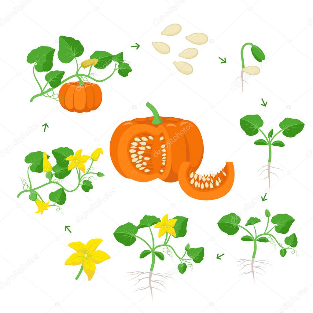 Pumpkin plant growth stages infographic elements in flat design. Life cycle of Cucurbita from seeds, sprout to ripe vegetable, plant life cycle isolated on white background vector illustration.