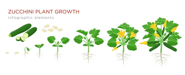 Cuketové homogennímu růstu ze semen, klíčení, květu a zralé rostliny se zralými plody. Rostoucí fáze squash vektorové ilustrace v plochý design. Infografika prvky izolované na bílém pozadí. — Stockový vektor