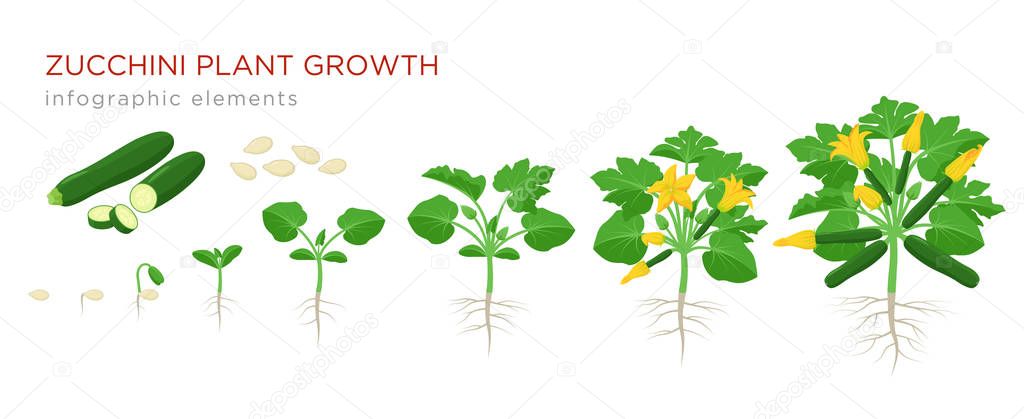 Zucchini plant growth from seed, sprout, flowering and mature plant with ripe fruits. Growing stages of squash vector illustration in flat design. Infographic elements isolated on white background.