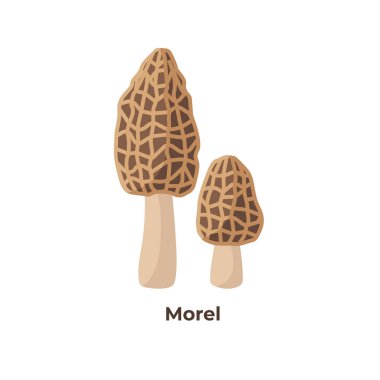 Beyaz arka planda izole morels mantar, düz tasarım vektör illüstrasyon.