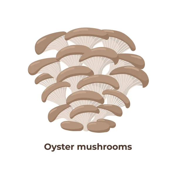 Austernpilze isoliert auf weißem Hintergrund, Vektorillustration in flachem Design. — Stockvektor
