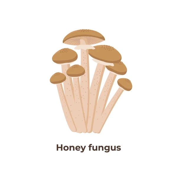 Honey agaric mushrooms isolated on white background, vector illustration in flat design. — Stock Illustration Honey agaric mushrooms isolated on white background, vector illustration in flat design. Stock Vector