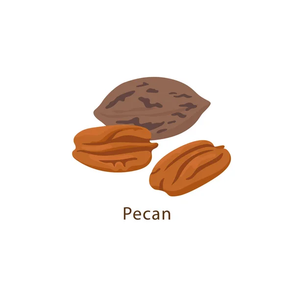 Pecan nut isolated on white background vector illustration in flat design. — Stock Vector