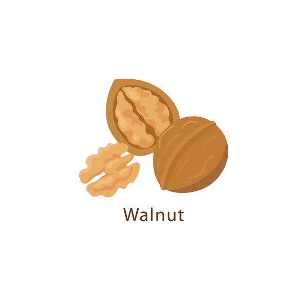 Vlašový ořech izolovaný na bílém pozadí – ilustrace v plochém designu. — Stockový vektor