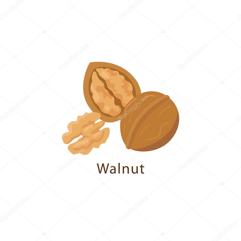 Walnut isolated on white background vector illustration in flat design.