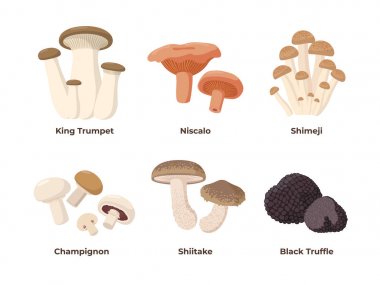 Düz tasarımda, beyaz arka planda izole edilmiş vektör çizimleri mantarseti. Kral istiridye, niscalo, shimeji, champignon, shiitake, siyah trüf yenilebilir mantar, infografik elemanları.