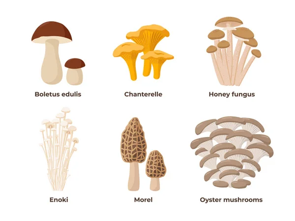 Mushroom set of vector illustrations in flat design isolated on white background. Cep, chanterelle, honey agaric, enoki, morel, oyster mushrooms edible mushrooms, infographic elements. — Stock Vector