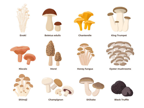 Большой набор векторных иллюстраций грибов в плоском дизайне изолирован на белом. Cep, chanterelle, honey agaric, enoki, morel, oyster mushrooms, King oyster, shimeji, champignon, shiitake, black truffle
.