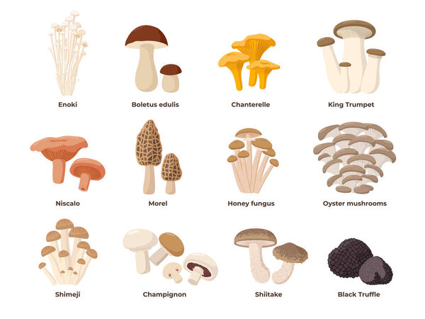 Large Mushroom set of vector illustrations in flat design isolated on white. Cep, chanterelle, honey agaric, enoki, morel, oyster mushrooms, King oyster, shimeji, champignon, shiitake, black truffle.